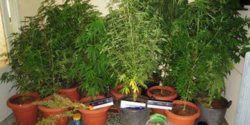 Εντοπίστηκαν και κατασχέθηκαν 120 δενδρύλλια κάνναβης σε περιοχή της Κοζάνης