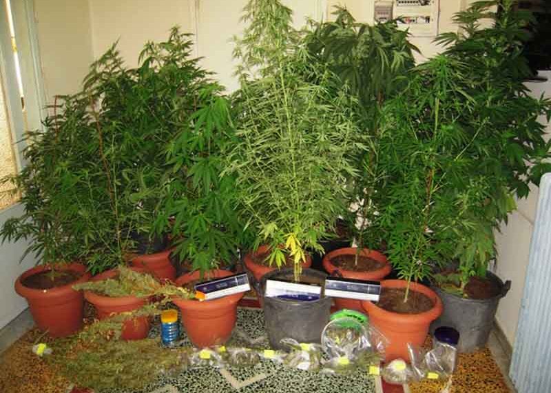 Εντοπίστηκαν και κατασχέθηκαν 120 δενδρύλλια κάνναβης σε περιοχή της Κοζάνης