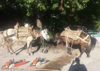 Σύλληψη τεσσάρων υπηκόων Αλβανίας για παράνομη λαθροϋλοτομία, στην Ελληνοαλβανική μεθόριο