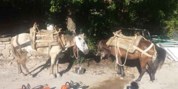 Σύλληψη τεσσάρων υπηκόων Αλβανίας για παράνομη λαθροϋλοτομία, στην Ελληνοαλβανική μεθόριο