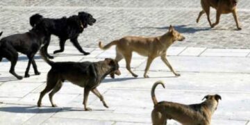 Δήμος Κοζάνης: Κρούσματα δηλητηρίασης αδέσποτων ζώων στη Μεταμόρφωση, στη Λευκόβρυση και στο Καπνοχώρι