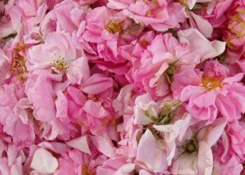 Κάλεσμα Συνεταιρισμού Αρωματικών και Φαρμακευτικών Φυτών Βοΐου σε νέους αγρότες