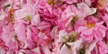 Κάλεσμα Συνεταιρισμού Αρωματικών και Φαρμακευτικών Φυτών Βοΐου σε νέους αγρότες