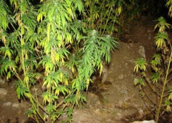 Σύλληψη 22χρονου για κατοχή ναρκωτικών ουσιών σε περιοχή της Κοζάνης