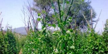 Δηλώσεις ζημιών καλλιέργειας φασολιών στο Άργος Ορεστικό & Τ.Κ. Σπηλαίων και Λακκωμάτων από πλημμύρα στις 9/9/2016