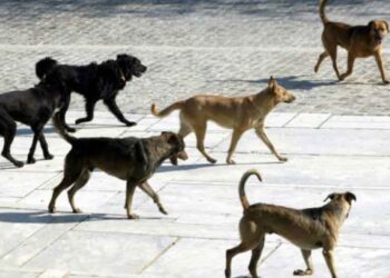 Συνεχίζεται η καταγραφή δεσποζόμενων ζώων στο Δήμο Εορδαίας