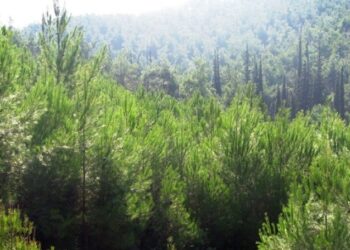 Δήμος Κοζάνης: Αναρτήθηκαν οι δασικοί χάρτες της Κοζάνης