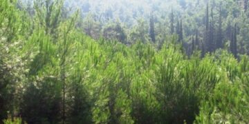 Δήμος Κοζάνης: Αναρτήθηκαν οι δασικοί χάρτες της Κοζάνης