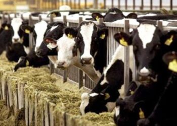 Το μικρόβιο της βρουκέλλας εντοπίστηκε σε μονάδα βοοειδών στην Κοζάνη