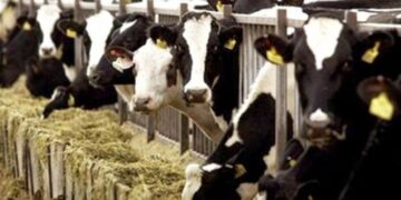 50 Βοοειδή στη Σκήτη προσβλήθηκαν με βουκέλλωση και οδηγούνται σε σφαγή – Υπόνοιες μόλυνσης άλλων 6 κοπαδιών