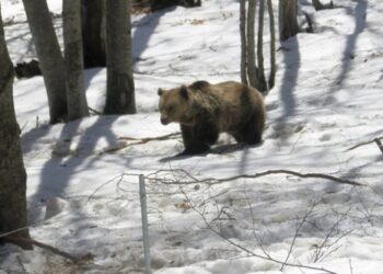 Νυμφαίο Φλώρινας: Ο χιονιάς έστειλε για… ύπνο τις αρκούδες του «Αρκτούρου»