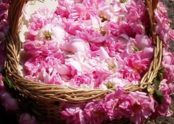 Συνεχιζόμενη ανοδική πορεία στο Συνεταιρισμό Αρωματικών Φυτών Βοΐου Κοζάνης