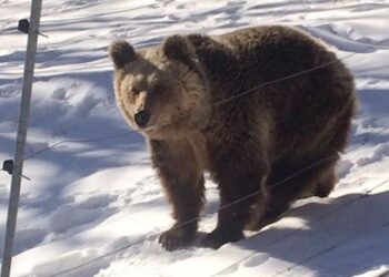 Νυμφαίο Φλώρινας: Σε χειμερία νάρκη οι αρκούδες του Αρκτούρου