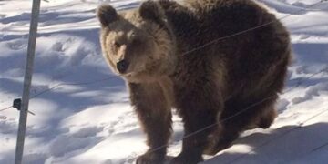 Νυμφαίο Φλώρινας: Σε χειμερία νάρκη οι αρκούδες του Αρκτούρου