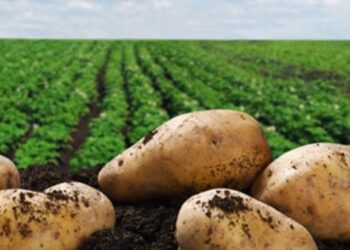 Πάγωσαν 2.500 τόνοι πατάτας στην Κοζάνη – Τεράστια ζημιά για τους παραγωγούς!