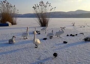 Δείτε το βίντεο από την παγωμένη λίμνη της Καστοριάς που έγινε viral