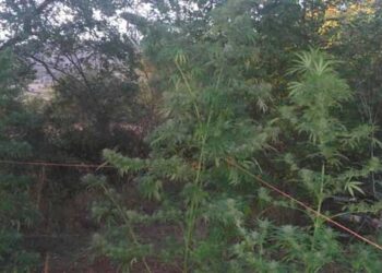 Κοζάνη: 56χρονος καλλιεργούσε δενδρύλλια κάνναβης