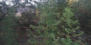 Κοζάνη: 56χρονος καλλιεργούσε δενδρύλλια κάνναβης