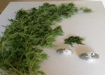 Συνελήφθη 39χρονος σε περιοχή της Κοζάνης για καλλιέργεια και κατοχή κάνναβης