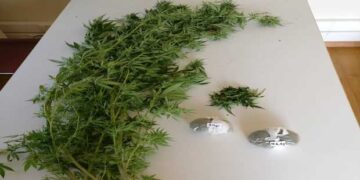 Συνελήφθη 39χρονος σε περιοχή της Κοζάνης για καλλιέργεια και κατοχή κάνναβης