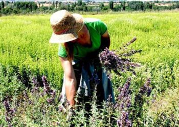 Συγκροτείται Ομάδα Εργασίας για την καλλιέργεια αρωματικών & φαρμακευτικών φυτών στην Περιφέρεια Δυτικής Μακεδονίας