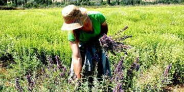 Συγκροτείται Ομάδα Εργασίας για την καλλιέργεια αρωματικών & φαρμακευτικών φυτών στην Περιφέρεια Δυτικής Μακεδονίας