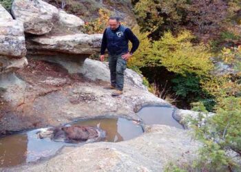 Βρέθηκε νεκρή αρκούδα στην Οινόη Καστοριάς
