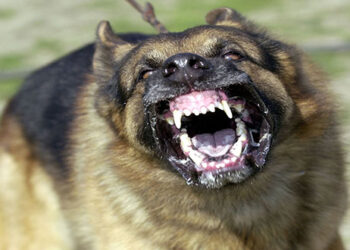 Άργος Ορεστικό Καστοριάς: Σκυλί δάγκωσε τετράχρονο στο πρόσωπο