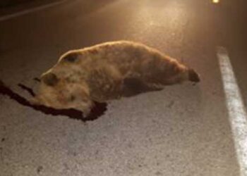 Φλώρινα: Τροχαίο ατύχημα με θύμα μία αρκούδα (Φωτογραφίες)