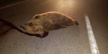 Φλώρινα: Τροχαίο ατύχημα με θύμα μία αρκούδα (Φωτογραφίες)