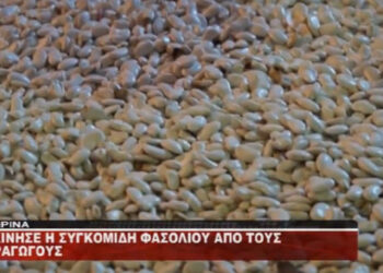 Πρέσπες: Ξεκίνησε η συγκομιδή φασολιού από τους παραγωγούς (Βίντεο)