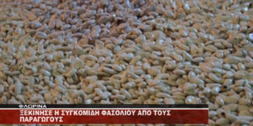 Πρέσπες: Ξεκίνησε η συγκομιδή φασολιού από τους παραγωγούς (Βίντεο)