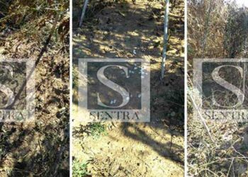 Καστοριά: «Μπούκαραν» και… αλώνισαν 3 στρέμματα φασόλια!