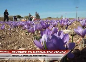 Ξεκίνησε η συγκομιδή του κρόκου – Δείτε το ρεπορτάζ του FLASH από τα χωράφια της Κοζάνης