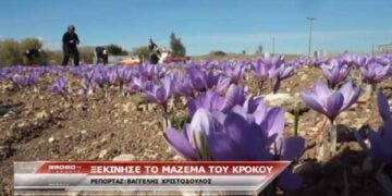 Ξεκίνησε η συγκομιδή του κρόκου – Δείτε το ρεπορτάζ του FLASH από τα χωράφια της Κοζάνης