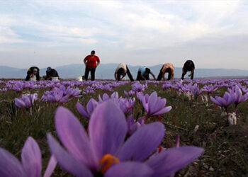 Κρόκος Κοζάνης: Χρυσάφι της ελληνικής γης!