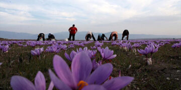 Κρόκος Κοζάνης: Χρυσάφι της ελληνικής γης!