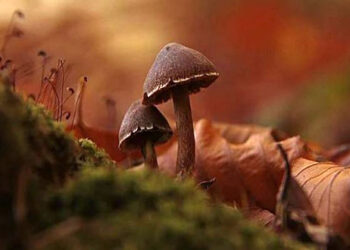 3η Γιορτή Μανιταριών στις Πρέσπες, την Κυριακή 5 Νοεμβρίου