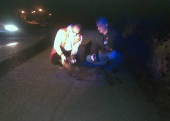 Νεκρός λύκος σε τροχαίο ατύχημα στην Καστοριά