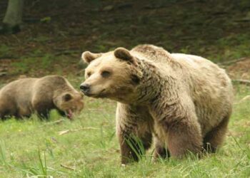 Διημερίδα κατάρτισης προσωπικού των Δασικών Υπηρεσιών για τη διαχείριση πληθυσμών αρκούδας, σε Βλάστη και Αμύνταιο