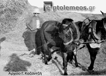 Γεωργοκτηνοτροφική Πτολεμαΐδα: O Αλωνισμός στο γειτονικό χωριό Ανατολικό το 1955 – Από τη στήλη του κ. Γ. Καζαντζή στον Παλμό 22/11/2017