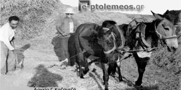 Γεωργοκτηνοτροφική Πτολεμαΐδα: O Αλωνισμός στο γειτονικό χωριό Ανατολικό το 1955 – Από τη στήλη του κ. Γ. Καζαντζή στον Παλμό 22/11/2017