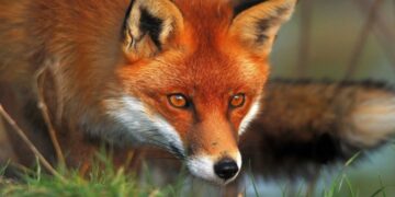 Τμήμα Κτηνιατρικής ΠΕ Κοζάνης: Συνεχίζεται η εκστρατεία εμβολιασμού των κόκκινων αλεπούδων κατά της Λύσσας