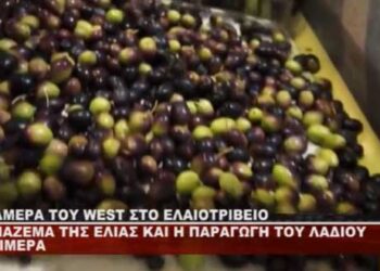 Το WEST στο ελαιοτριβείο στα Ίμερα Κοζάνης – Δείτε πως γίνεται η παραγωγή του λαδιού (Βίντεο)