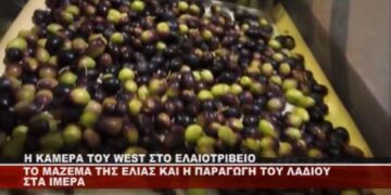 Το WEST στο ελαιοτριβείο στα Ίμερα Κοζάνης – Δείτε πως γίνεται η παραγωγή του λαδιού (Βίντεο)