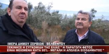 Ξεκίνησε η συγκομιδή της ελιάς στα Ίμερα Κοζάνης – Μειωμένη κατά 95% η παραγωγή – Τι λέει ο πρόεδρος του Συναιτερισμού Δ. Παπαδόπουλος για αποζημιώσεις (Βίντεο)