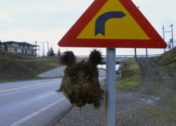 Κρέμασαν κεφάλι αγριογούρουνου σε πινακίδα στα Γρεβενά