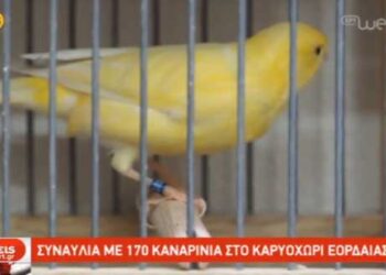 Συναυλία με 170 καναρίνια, διεκδικώντας το βραβείο καλύτερης “φωνής καναρινιών” διοργανώθηκε στο Καρυοχώρι