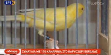 Συναυλία με 170 καναρίνια, διεκδικώντας το βραβείο καλύτερης “φωνής καναρινιών” διοργανώθηκε στο Καρυοχώρι