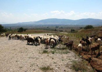 Έως τέλη Δεκέμβρη οι αιτήσεις για την ανακατανομή των βοσκοτόπων του έτους 2017